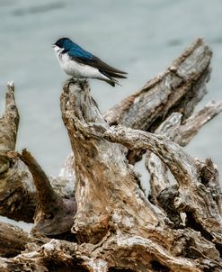 Driftwood Song