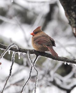 Female Cardinal Braving The Cold