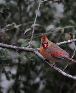 First Day Of Snow