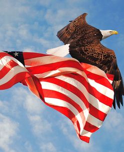 Flight of Freedom Bald Eagle