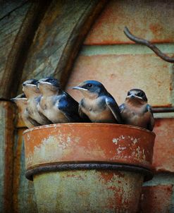 Flower pot Swallows