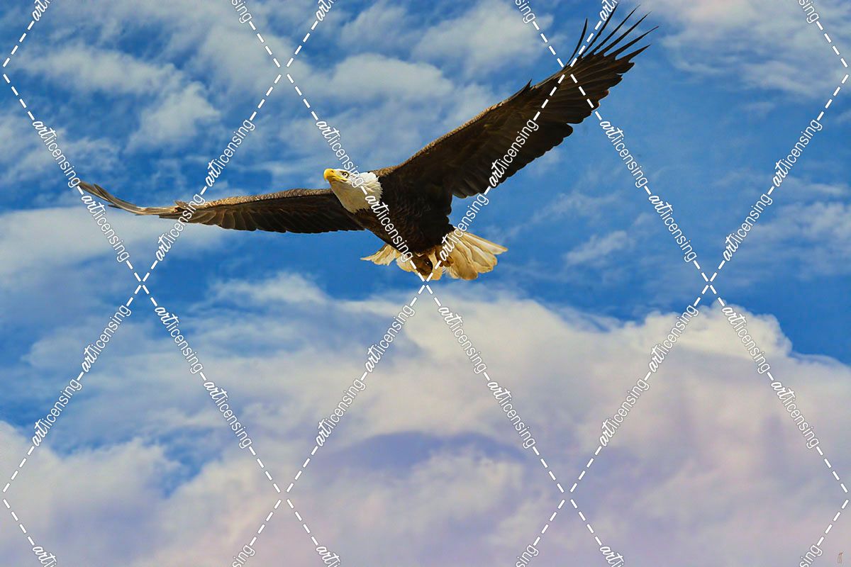 Fly High Bald Eagle