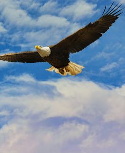 Fly High Bald Eagle