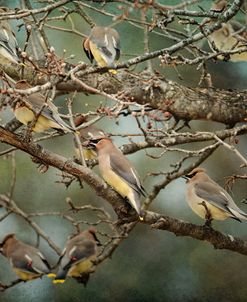 Family Reunion Cedar Wax wings