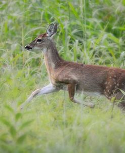 Fawn In October