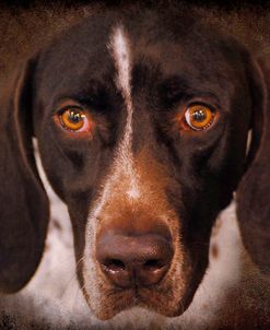 German Shorthaired Pointer Portrait