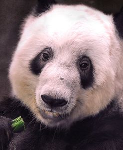 Giant Panda Bear