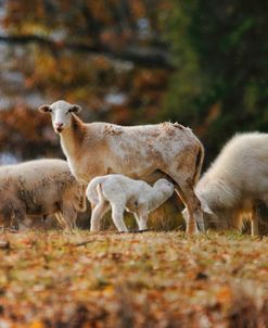 Giving Nourishment Sheep