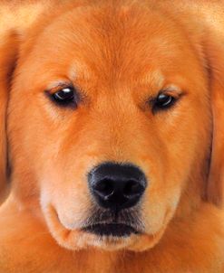 Golden Retriever Portrait