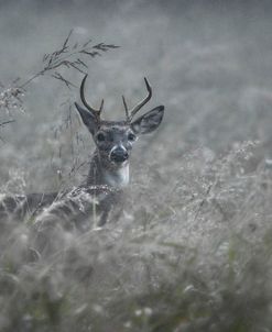 Foggy Morning Buck