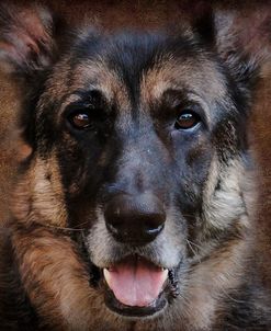 German Shepherd Face