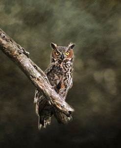 Great Horned Owl At Shiloh