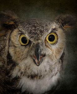 Great Horned Owl