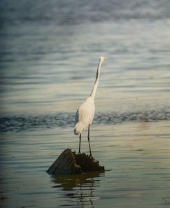 Great White Egret At Sunrise