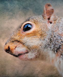 Gray Squirrel Portrait