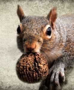 Gray Squirrel With Nut