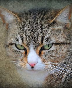 Gray Tabby Cat Portrait