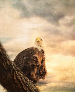 Her Majesty Bald Eagle