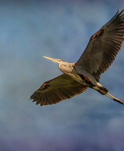 Heron Overhead