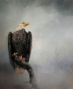 High Perch Bald Eagle