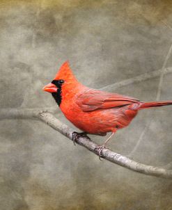 His Red Glory Cardinal