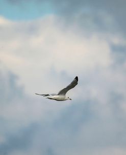 Gull Over Paris Landing