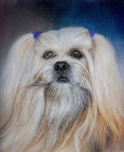 Handsome Lhasa Apso