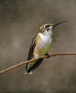 Hummingbird Portrait