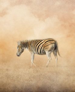 Indian Summer Zebra