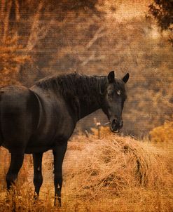 Horse And The Haystack
