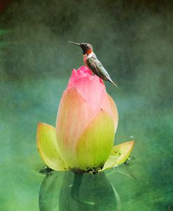 Hummingbird And The Lotus Flower