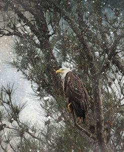 Last Winter Blast Bald Eagle