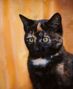 Jeweled Eyes Tortoiseshell Kitten