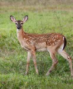 Little Spotted Fawn