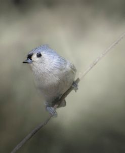 Little Tufted Titmouse