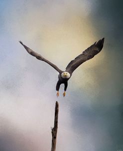 Lift Off Bald Eagle