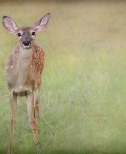 Listening Ears White Tailed Fawn