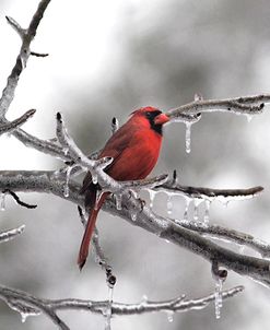 Male Cardinal Braving The Cold