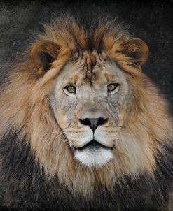 Male Lion Portrait 1