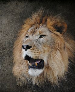 Male Lion Portrait 2