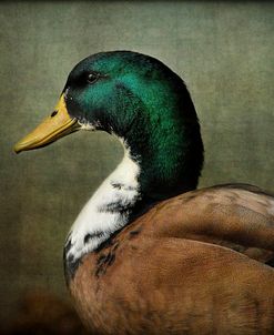 Mallard Duck Portrait