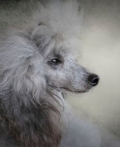 Longing Silver Standard Poodle