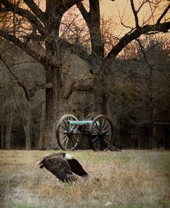 Low Flyer Bald Eagle