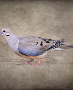 Mourning Dove Portrait