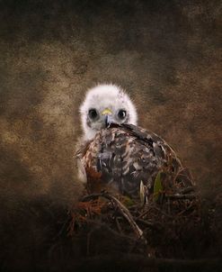 Nestling Baby Red Shouldered Hawk