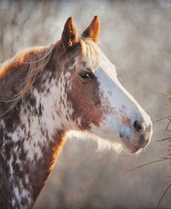 No Sharing Horse