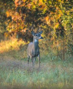 October Buck