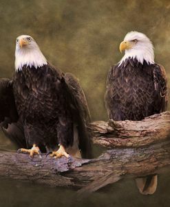 Mates Bald Eagle Pair