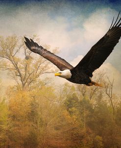 Monarch Of The Skies Bald Eagle