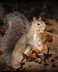 More Than You Can Chew Squirrel
